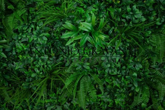 Download Natural Background with Tropical Green Leaves - Natural background Collection
