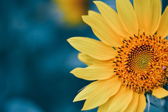 Download Sunflower Natural Background - Natural background Collection