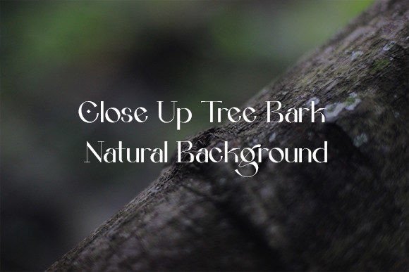 Download Tree Bark Natural Background Stock (15) - Natural background Collection
